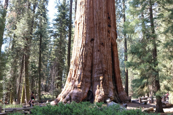 Obraz tree in the forest