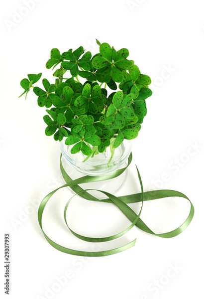 Fototapeta Bouquet of false shamrock with green ribbon