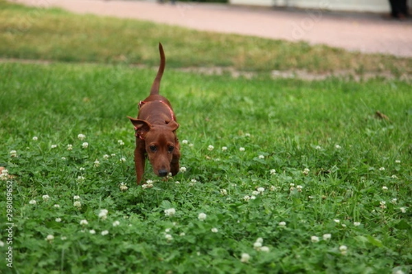 Obraz cow on green grass