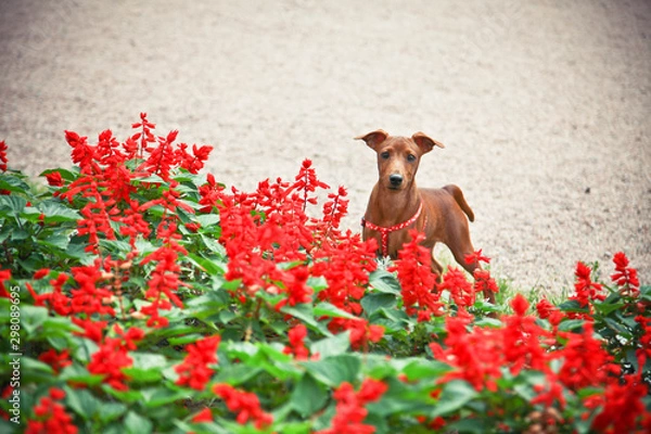 Obraz dog with flowers
