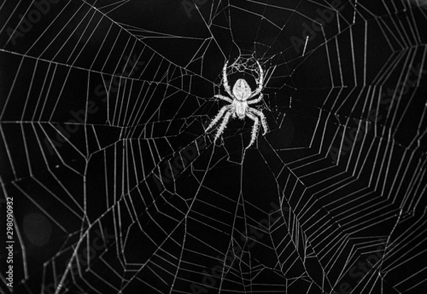 Obraz Spider in Web