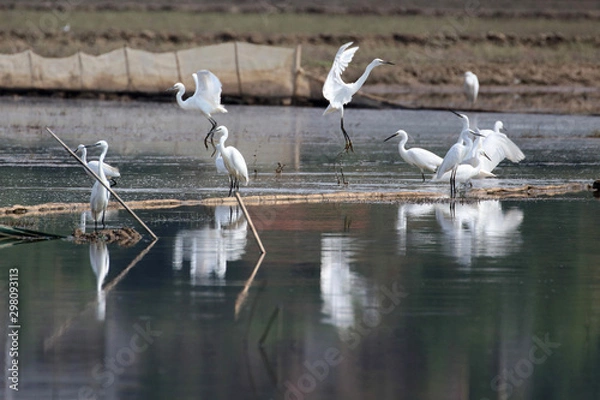 Obraz  A flying egret 