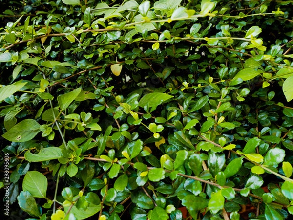Fototapeta Leaf background