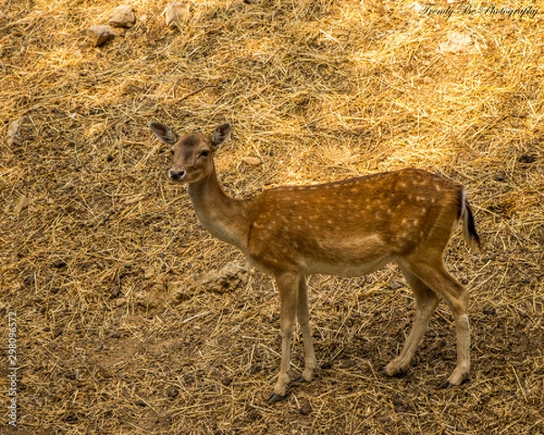 Fototapeta deer in the forest