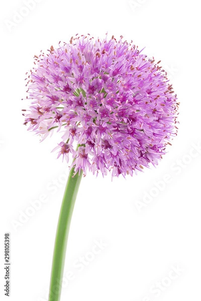 Fototapeta the flower of wild garlic isolated on white background.