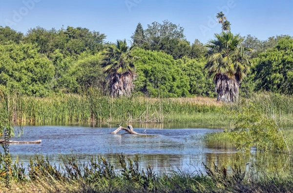 Fototapeta Texas Palm Trees
