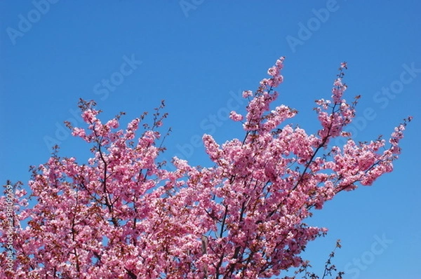 Obraz エゾヤマザクラの花と青空001