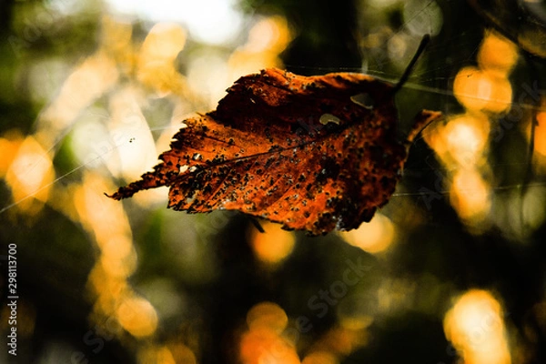 Obraz Leaf in Web