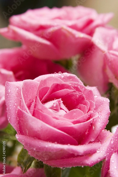 Obraz pink rose close-up 6