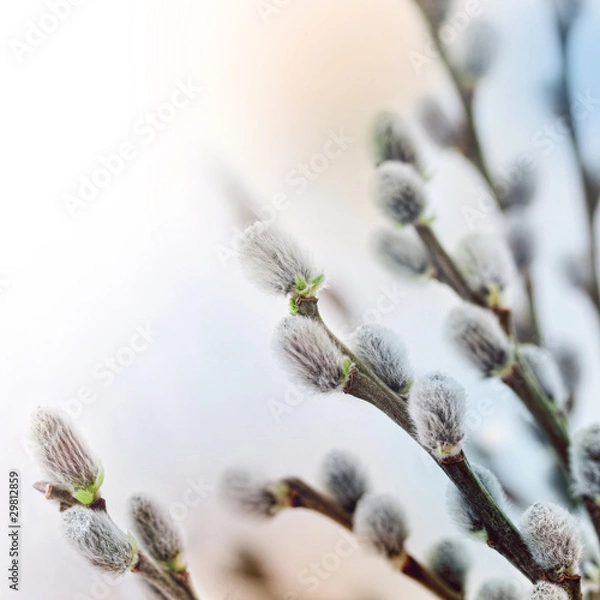 Obraz Pussy willow flowers in spring