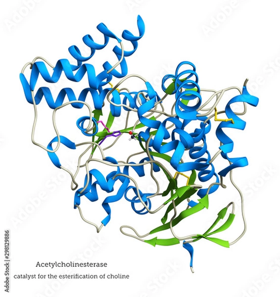 Fototapeta Acetyl cholinesterase catalyzes the hydrolysis of the neurotransmitter acetylcholine. The active site includes a nucleophilic Ser (ball-and-stick), with Glu (pink) and His (purple) as acids/bases.