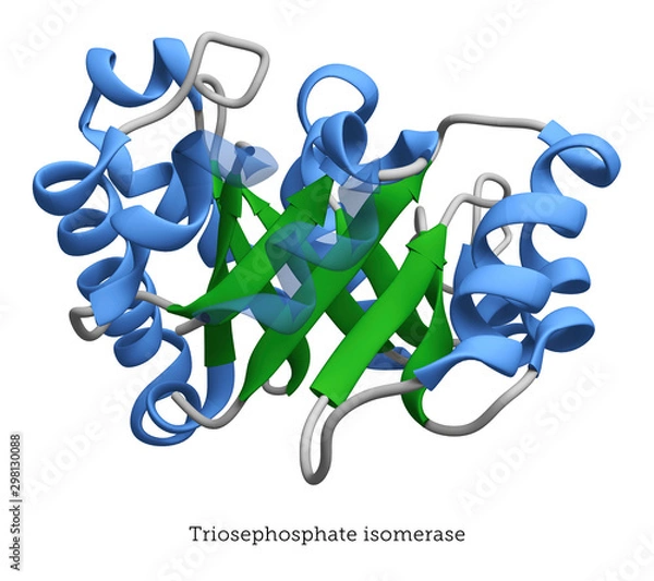 Fototapeta Triosephosphate isomerase protein model