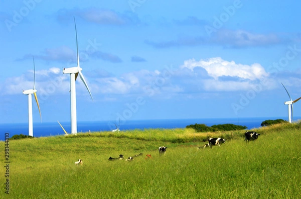 Obraz Big Island Wind Farm
