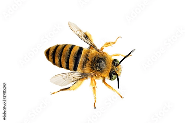 Obraz Teddy Bear Bee, Amegilla asaropoda, wingspan 21mm