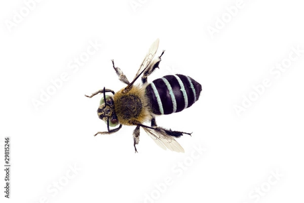 Obraz Blue banded Bee, Amegilla cingulata, wingspan 17mm
