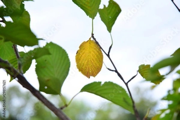 Obraz 紅葉の始まり