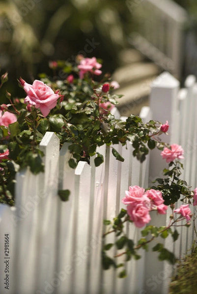 Obraz Roses growing over fence.