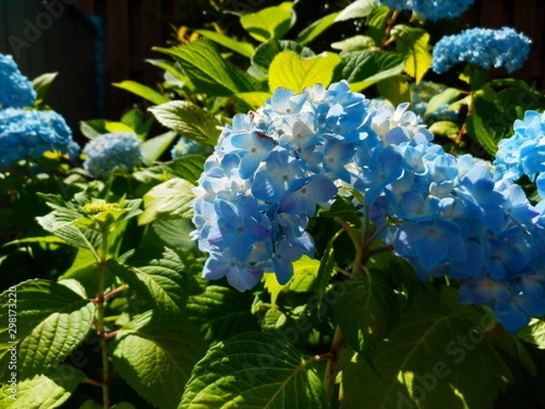 Fototapeta アジサイ