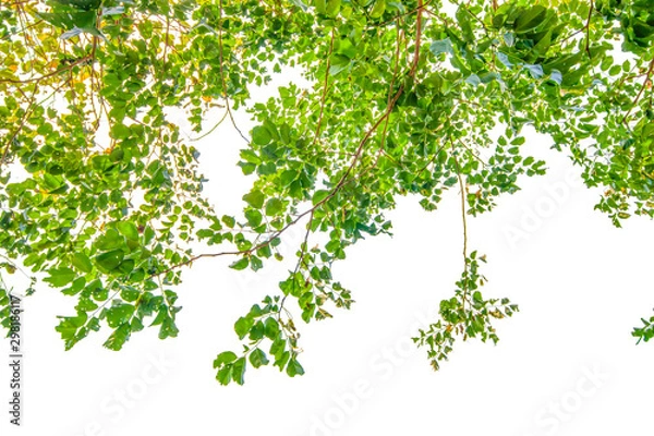 Obraz Green Spring Leaves On White Background.clipping path.