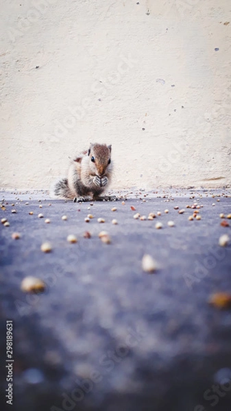 Fototapeta beautiful creature