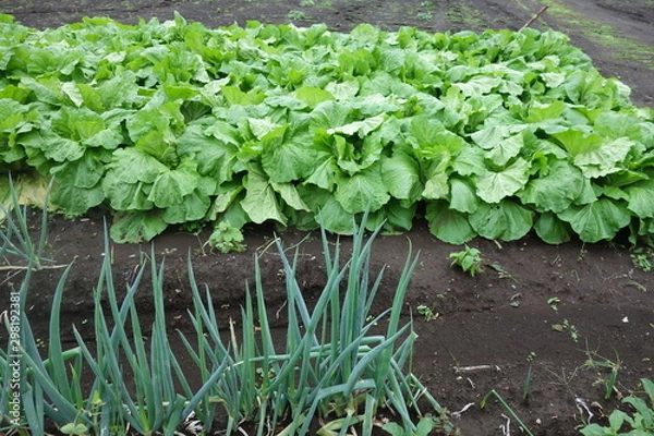 Obraz 10月のネギと山東菜の畑