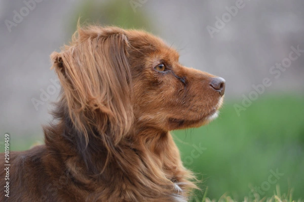 Fototapeta perro mirando