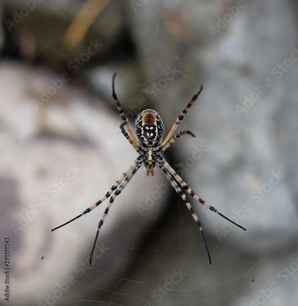 Fototapeta araña de campo