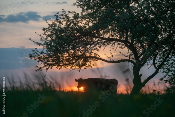 Obraz cow at suset time