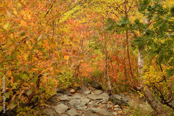 Obraz 涸沢カールの紅葉