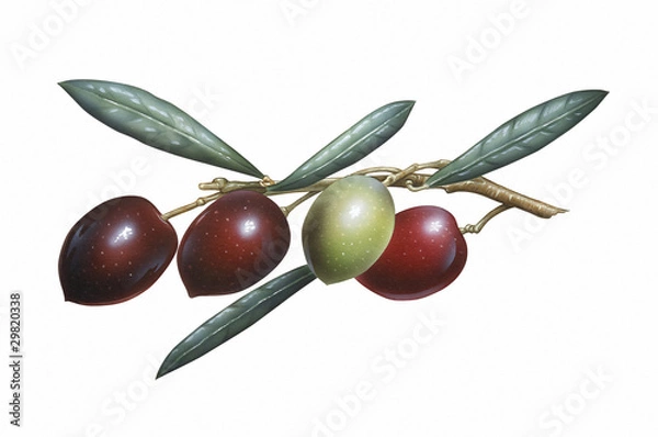 Obraz Branch of Olives