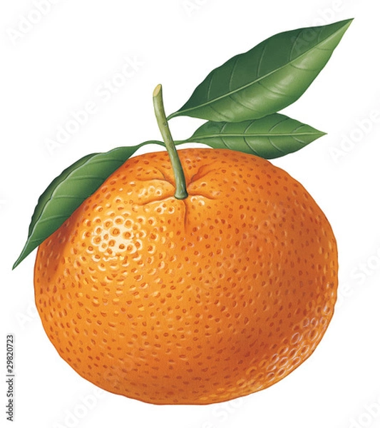 Obraz Tangerine