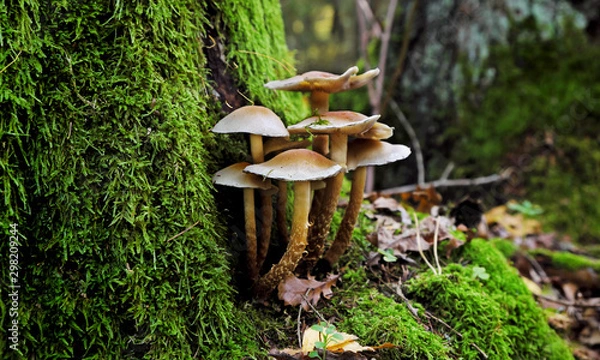 Fototapeta Mushrooms and moss