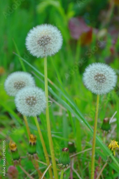 Obraz タンポポの綿毛（タテ）