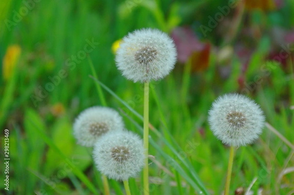 Obraz タンポポの綿毛（ヨコ）