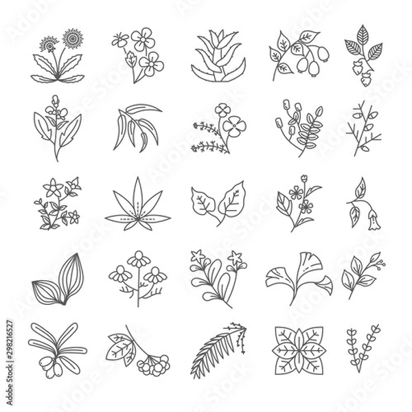 Fototapeta Herbs and spices isolated outline icons, seasonings and medicament