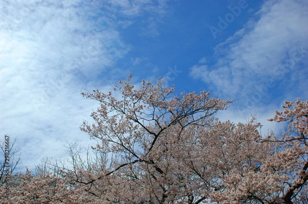 Obraz 桜の花と青空