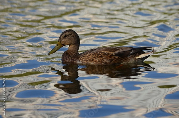 Obraz duck in the water