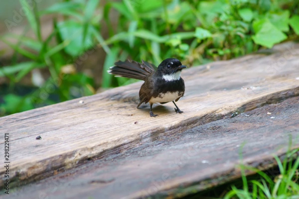 Fototapeta Birds standing on the wood