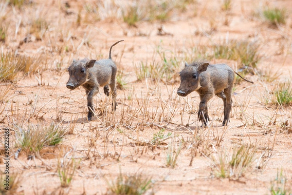 Fototapeta Two warthog piglets walking through a sandy landscape, Namibia, Africa