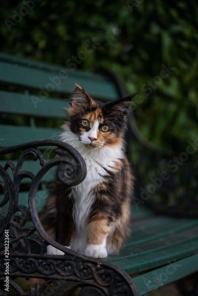 Obraz main coon kitte