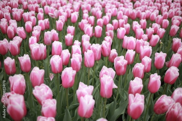 Obraz チューリップ