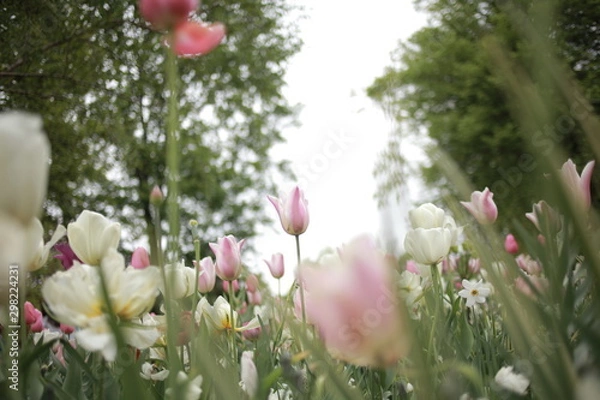 Obraz チューリップ