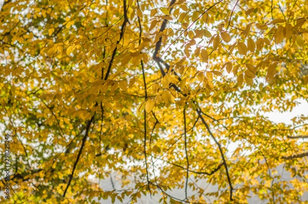 Fototapeta jesień 0