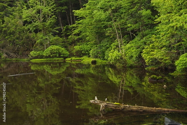 Fototapeta 苔の森