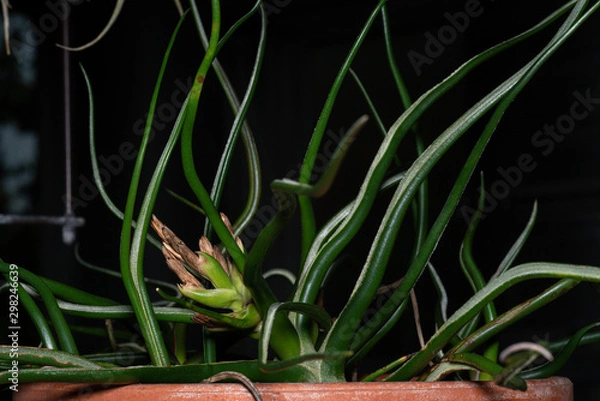 Obraz ティランジア