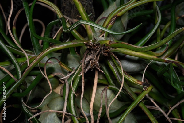 Fototapeta ティランジア