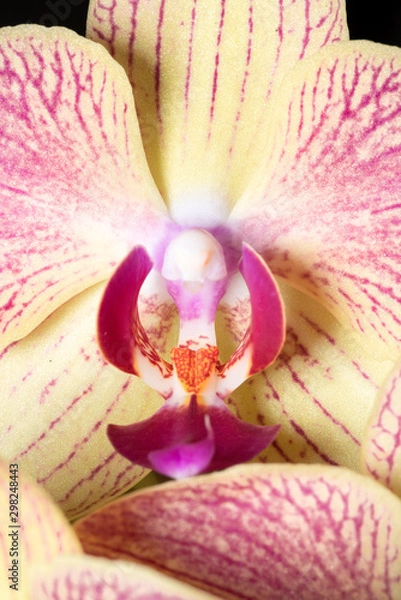 Fototapeta シンビジウム（Cymbidium）