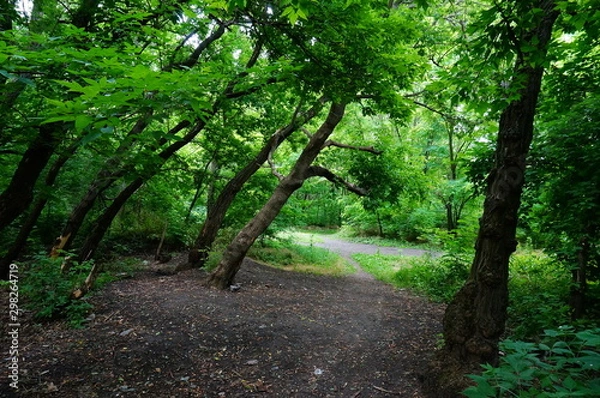 Fototapeta path in the forest