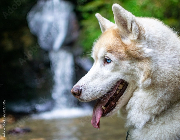 Obraz Husky by waterfall