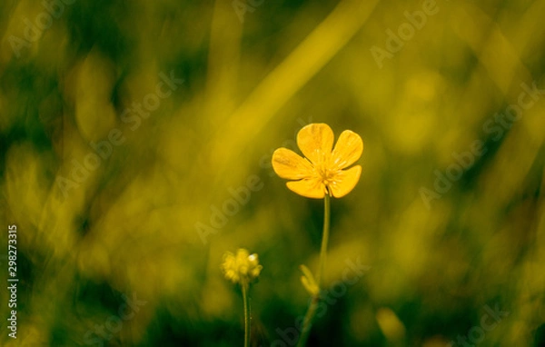 Obraz yellow buttercup